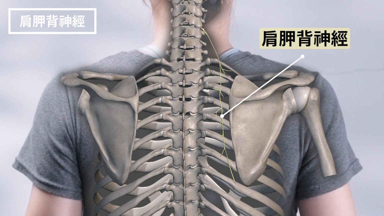 背痛練半年沒好？原來是這條神經卡住了！｜啾c物理治療師 - 啾c物理治療師